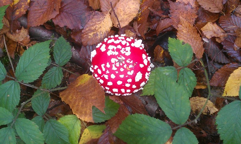 fly-agaric-small