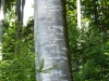 beech-trunk