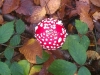 fly-agaric-small