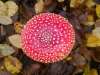 fly-agaric