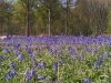 bluebell-wood