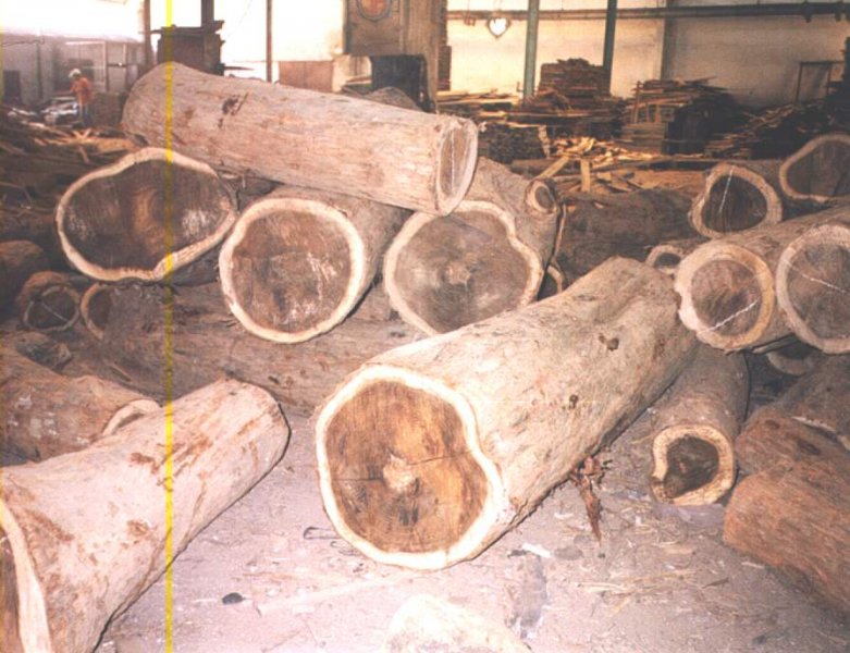 VENEER LOGS – Veneer Logs Shipped Worldwide!