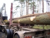 oak-logs-for-export-to-asia