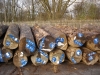 teak-logs-for-sawing-in-europe