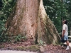 amazon-tree