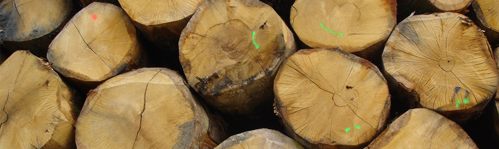 Timber Link International Ltd is a global trader in timber products